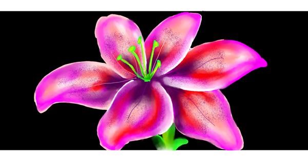 Drawing Of Lily Flower By Kim Drawize Gallery