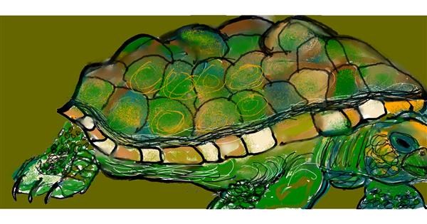 Drawing Of Tortoise By Doodle Drawize Gallery