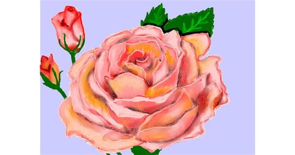  Rose Drawing - Gallery and How to Draw Videos 