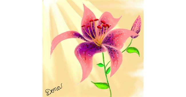 Drawing of Lily flower by Dona