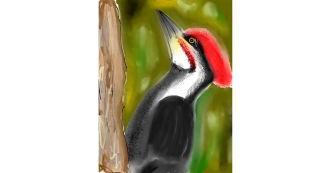 Drawing of Woodpecker by Walter nonwhite