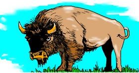 Drawing of Bison by Swimmer 