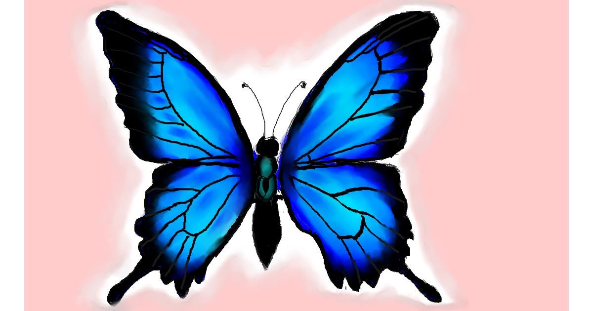  Butterfly  Drawing  by Rush Drawize Gallery 