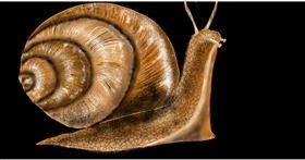 Drawing of Snail by Eclat de Lune