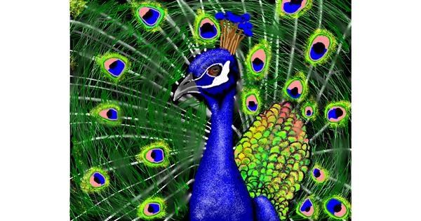 peacock drawings