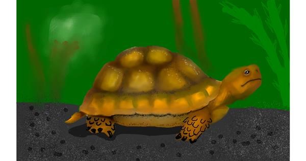 Drawing of Tortoise by No Face - Drawize Gallery!