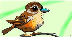 Drawing of Sparrow by Swimmer 