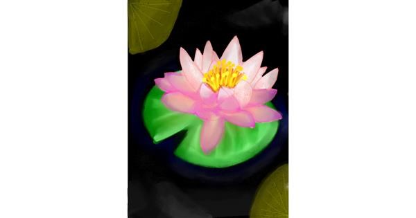 Drawing of Water lily by Moby - Drawize Gallery!