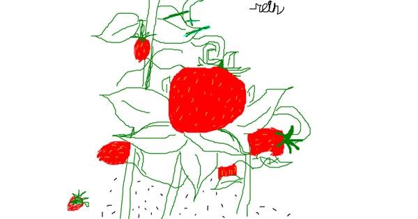  Strawberry Drawing by Anonymous - Draw and Guess Gallery 