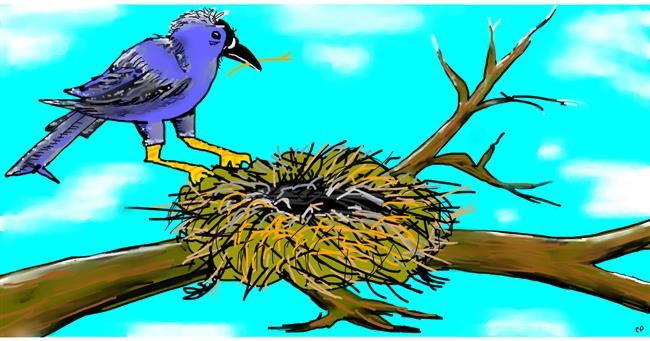 Drawing of Nest by Swimmer 