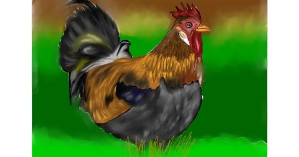  Chicken Drawing - Gallery and How to Draw Videos 