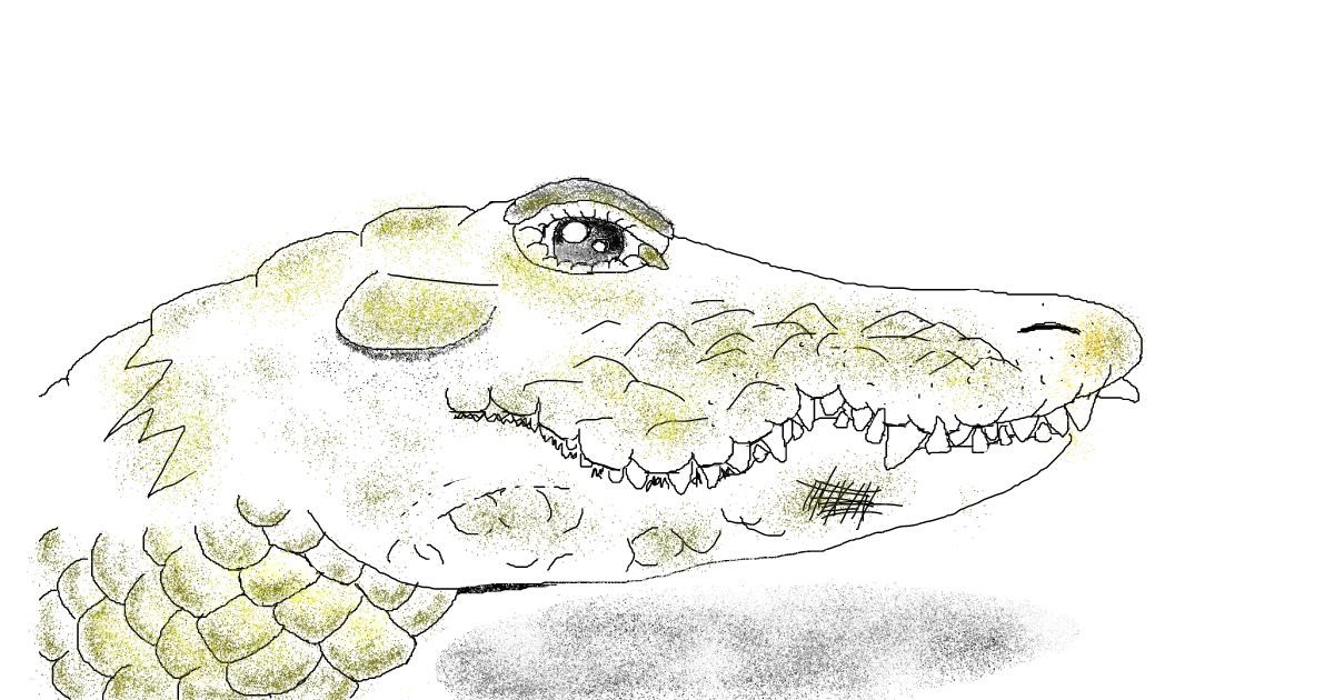  Drawing of Alligator by Tiny - Drawize Gallery 