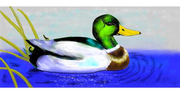 Drawing of Duck by Debidolittle - Drawize Gallery!