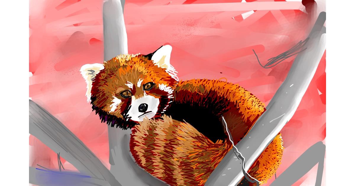 Roter Panda Zeichnung Von Rose Rocket Drawize Galerie