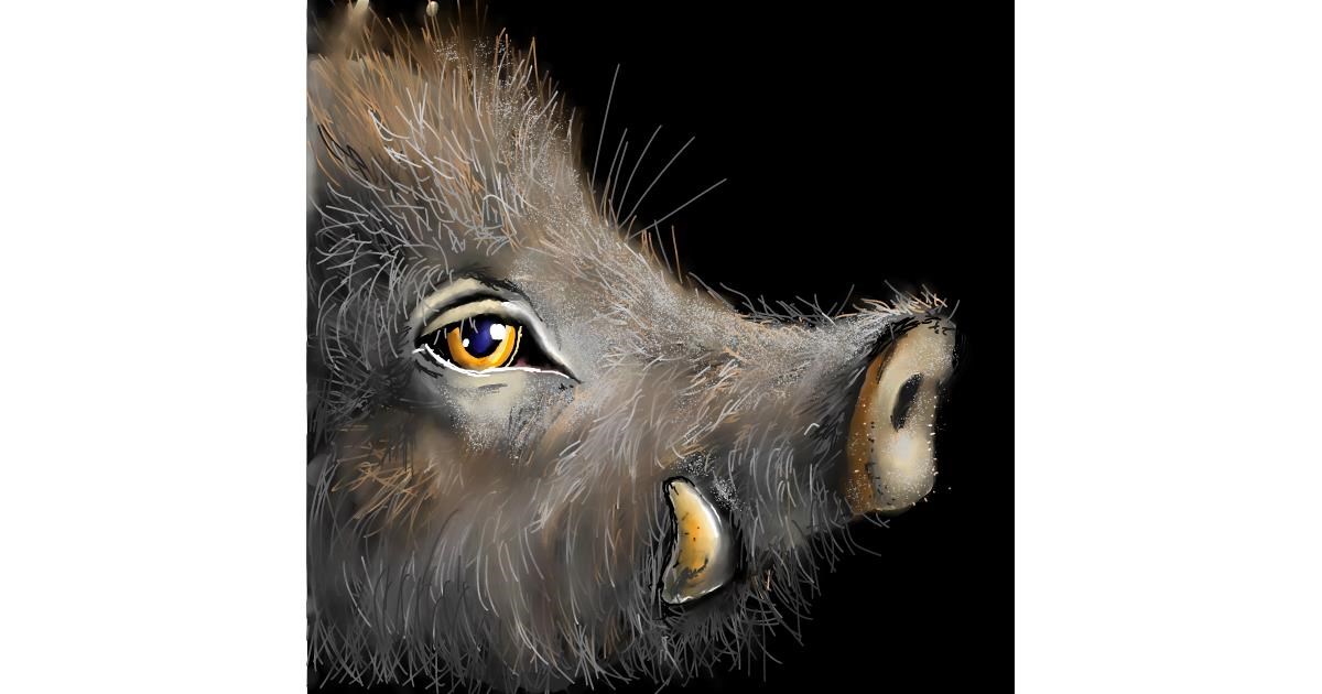 Drawing of Wild boar by Leah - Drawize Gallery!