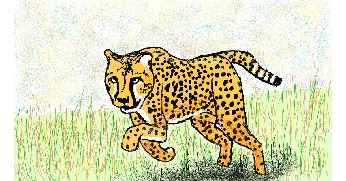 cheetah body drawing