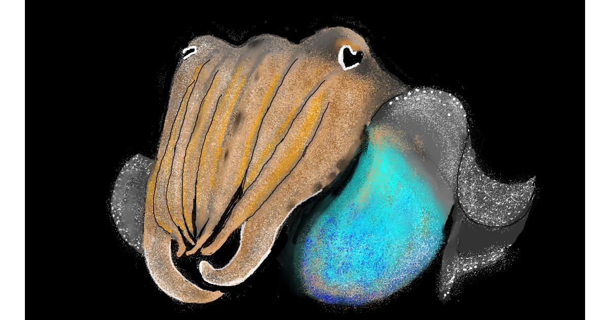 Drawing of Cuttlefish by SAM AKA MARGARET - Drawize Gallery!