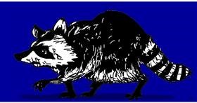 Drawing of Raccoon by Swimmer 