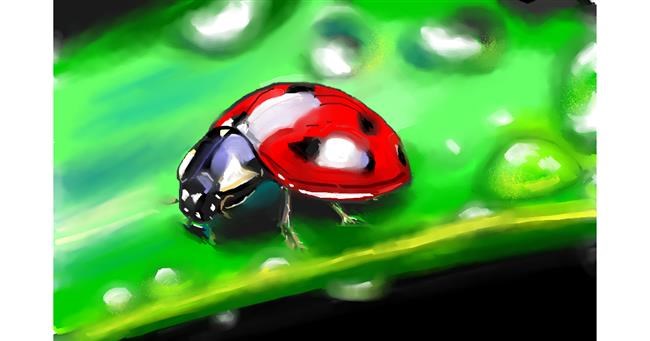 Drawing of Ladybug by Edgar