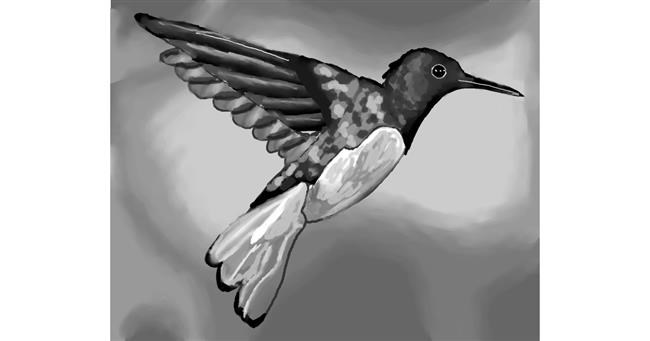 Drawing of Hummingbird by ImagineBastille