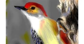 Drawing of Woodpecker by Herbert