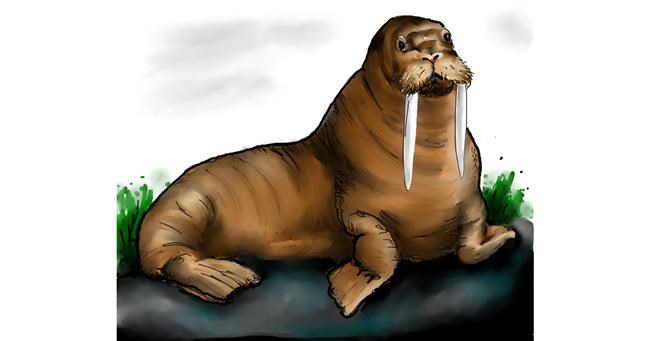 Drawing of Walrus by Audrey - Drawize Gallery!