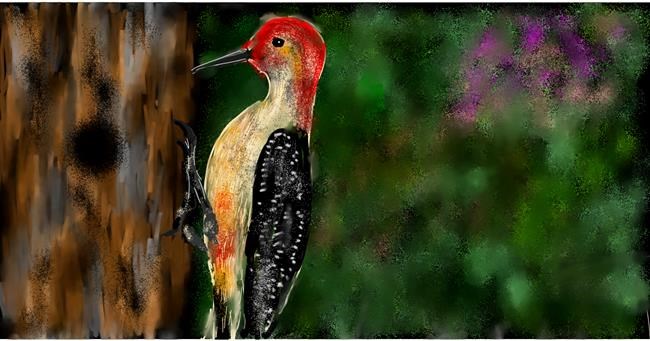 Drawing of Woodpecker by Eclat de Lune