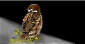 Drawing of Sparrow by Eclat de Lune