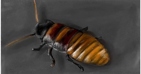 Drawing Of Cockroach By Mia - Drawize Gallery!