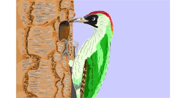 Drawing of Woodpecker by Coyote - Drawize Gallery!