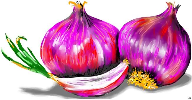 Drawing of Onion by Swimmer