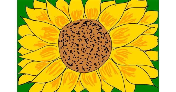 Sunflower Drawing Gallery And How To Draw Videos