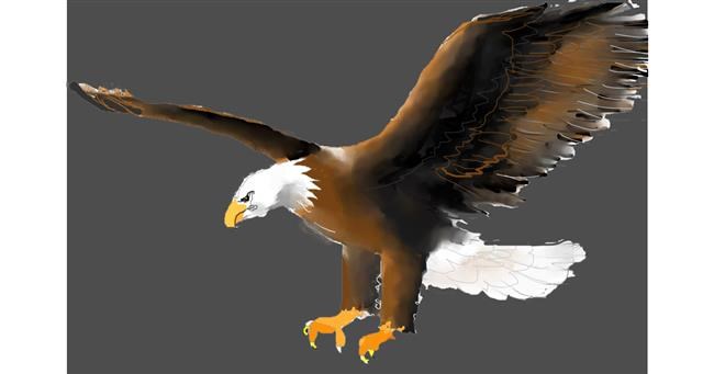 Drawing of Eagle by Kiwi