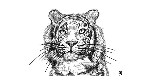 Drawing of Tiger by ErDrac - Drawize Gallery!