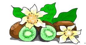 Drawing of Kiwi fruit by Swimmer 