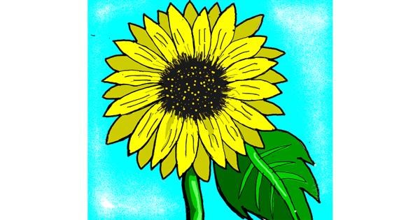 Sunflower Drawing Gallery And How To Draw Videos