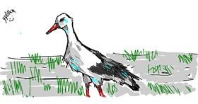 Drawing of Stork by нн