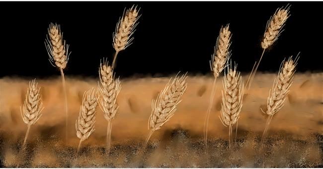 Drawing of Wheat by Eclat de Lune