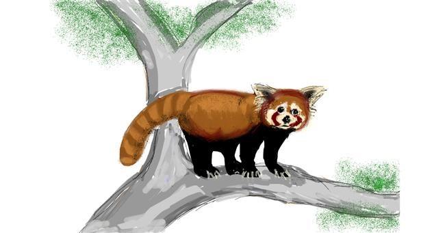 Drawing of Red Panda by Rhonda