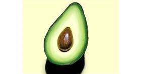 Drawing of Avocado by nessa