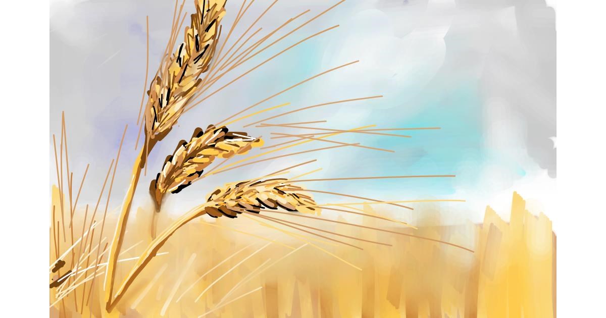 Drawing of Wheat by Rose rocket Drawize Gallery!