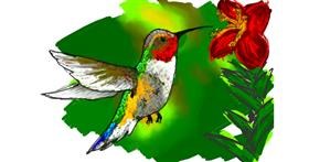 Drawing of Hummingbird by emrys