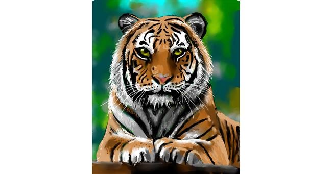 Drawing of Tiger by Randi