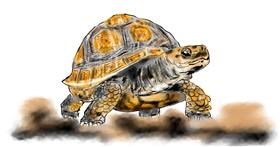 Drawing of Tortoise by Eclat de Lune