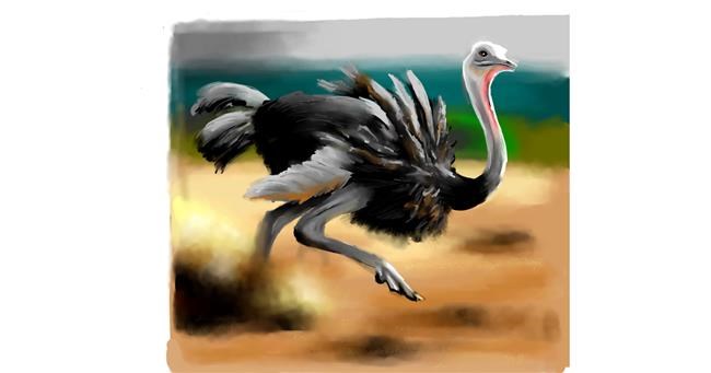 Drawing of Ostrich by Randi