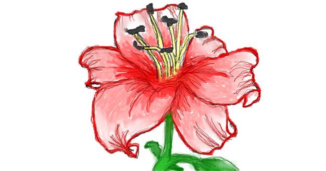 Drawing of Lily flower by Jana