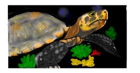 Drawing of Tortoise by DebbyLee