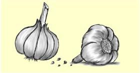 Drawing of Garlic by InessA