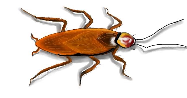 Drawing of Cockroach by DebbyLee