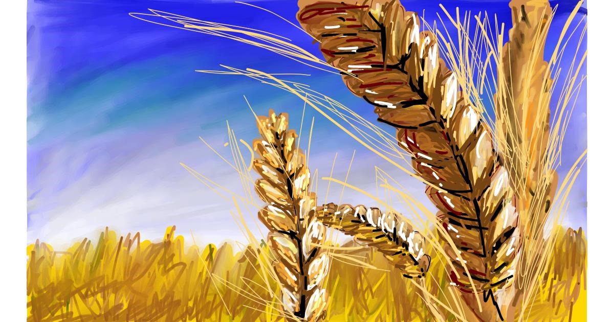 Wheat Drawing by Soaring Sunshine Drawize Gallery!